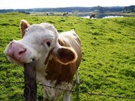 Happy Cow