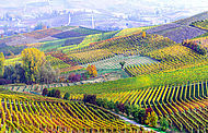 dominante connaissance & commerce des vins