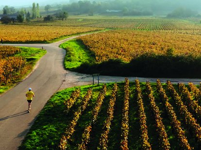 vignes Bourgogne