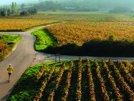 vignes bourgogne